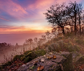 Poranek, Krzewy, Kamienie, Wschód słońca, Mgła, Wzgórze, Drzewa