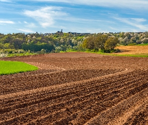 Drzewa, Łąki, Pola, Uprawne