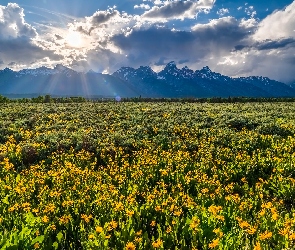 Łąka, Promienie słońca, Kwiaty, Chmury, Wyoming, Góry, Stany Zjednoczone, Park Narodowy Grand Teton