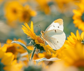 Motyl, Słoneczniki, Kwiaty, Żółte, Biały