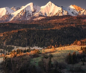 Góry, Drzewa, Wzgórza, Tatry Bielskie, Słowacja