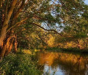 River Great Ouse, Anglia, Hrabstwo Bedfordshire, Drzewa, Rzeka