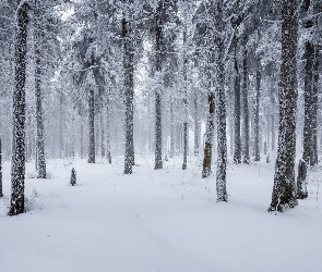 Drzewa, Iglasty, Śnieg, Mgła, Ośnieżony, Zima, Las