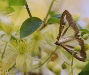 Kwiaty, Rośliny, Ćma bukszpanowa, Motyl