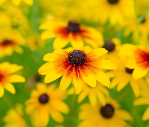 Kwiaty, Rudbekia owłosiona, Żółte