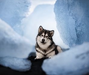 Alaskan malamute, Spojrzenie, Pies