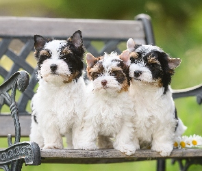 Ławka, Yorkshire terrier biewer, Trzy, Szczeniaki