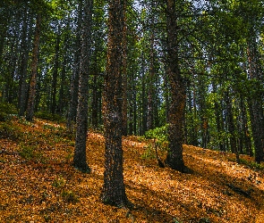 Ściółka, Drzewa, Las