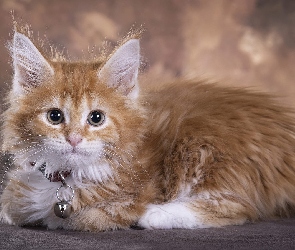 Dzwoneczek, Obroża, Kot, Maine coon