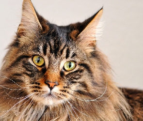 Zielone, Oczy, Kot, Maine coon