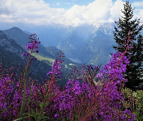 Berchtesgaden, Kwiaty, Alpy Berchtesgadeńskie, Niemcy, Fioletowe, Góry, Drzewa