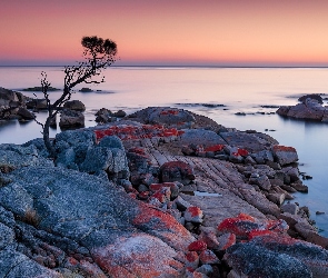 Głazy, Skały, Tasmania, Drzewo, Morze, Australia, Binalong Bay