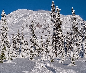 Góra, Ścieżka, Ośnieżona, Drzewa, Stan Waszyngton, Ośnieżone, Stany Zjednoczone, Park Narodowy Mount Rainier