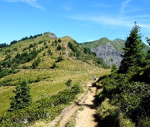 Lato, Drzewa, Góry, Ścieżki