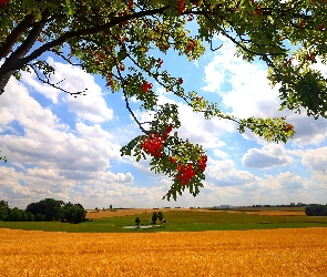 Zboże, Pole, Drzewo, Jarzębina