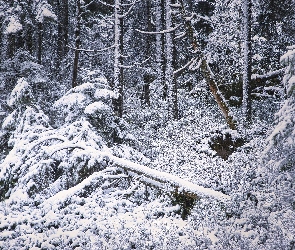 Drzewa, Przewrócone, Zima, Las