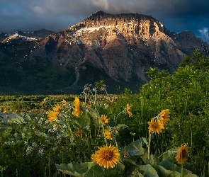 Góra, Alberta, Kwiaty, Kanada, Park Narodowy Waterton Lakes, Białe, Jezioro, Chmury, Żółte