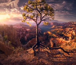 Stany Zjednoczone, Promienie, Skały, Chmury, Wschód słońca, Sosna, Utah, Park Narodowy Bryce Canyon, Drzewo