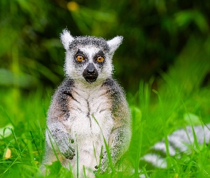 Lemur, Siedzący