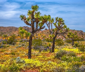 Roślinność, Drzewo Jozuego, Kalifornia, Wzgórza, Jukki krótkolistne, Stany Zjednoczone, Park Narodowy Joshua Tree