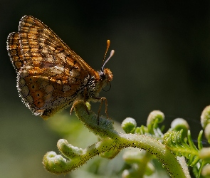 Gałązka, Zbliżenie, Motyl, Przeplatka aurinia