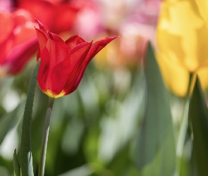 Tulipan, Czerwony, Rozświetlony, Rozkwitający