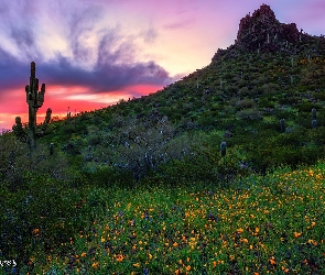 Stany Zjednoczone, Kwiaty, Zachód słońca, Łąka, Kaktusy, Góra, Arizona, Park stanowy, Picacho Peak