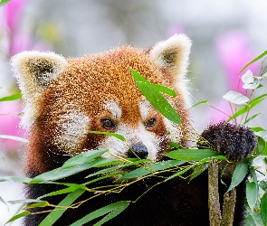 Liście, Gałęzie, Pandka ruda