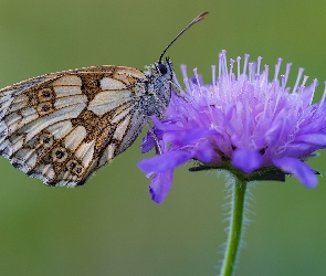 Motyl, Kwiat, Fioletowy, Polowiec szachownica, Owad