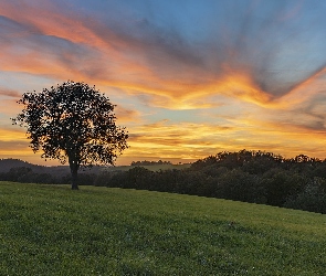 Pole, Zachód słońca, Wzgórza, Łąka, Drzewo