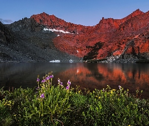 Kalifornia, Birch Lake, Sierra Nevada, Stany Zjednoczone, Jezioro, Góry, Kwiaty