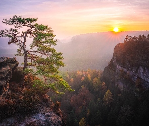 Drzewa, Skały, Park Narodowy Saskiej Szwajcarii, Sosna, Wschód słońca, Niemcy, Góry Połabskie