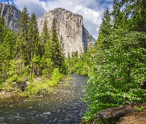 Stany Zjednoczone, Drzewa, Rzeka, Krzewy, Merced River, El Capitan, Kalifornia, Park Narodowy Yosemite, Góra