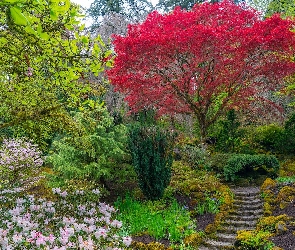 Rododendron, Klon palmowy, Portland, Schodki, Drzewa, Stany Zjednoczone, Ogród japoński