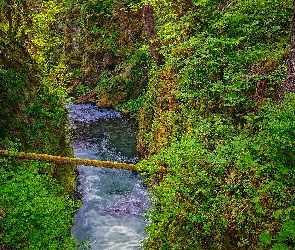 Drzewa, Sol Duc River, Las, Rzeka, Stan Waszyngton, Rośliny, Stany Zjednoczone, Park Narodowy Olympic