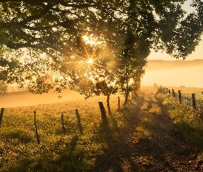 Droga, Gałęzie, Pole, Drzewo, Poranek, Ogrodzenie, Przebijające światło, Mgła