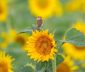 Ptak, Prinia płowa, Słonecznik