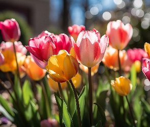 Rozświetlone, Kwiaty, Tulipany, Kolorowe