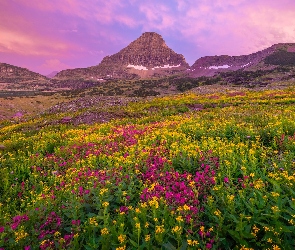 Łąka, Mount Reynolds, Montana, Kwiaty, Góra, Stany Zjednoczone, Park Narodowy Glacier