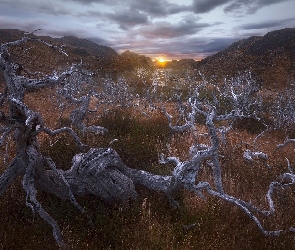 Wschód słońca, Patagonia, Trawa, Chile, Park Narodowy Torres del Paine, Drzewo, Góry, Konar, Suche