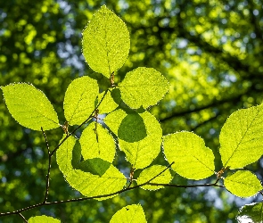 Liście, Zielone, Gałązki