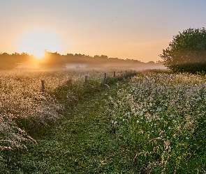 Mgła, Białe, Wschód słońca, Trawa, Droga, Łąka, Drzewa, Kwiaty