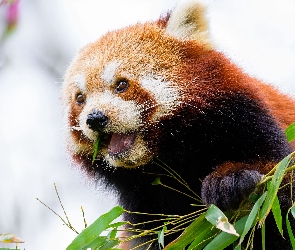 Czerwona panda, Liście, Pandka ruda