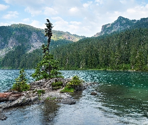 Stan Waszyngton, Park Narodowy Mount Rainier, Jezioro, Stany Zjednoczone, Drzewa, Góry, Mowich Lake