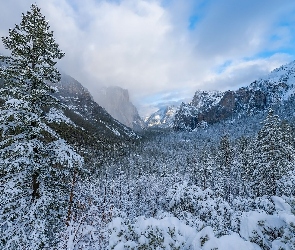 Park Narodowy Yosemite, Mgłą, Śnieg, Stany Zjednoczone, Góry, Zima, Drzewa