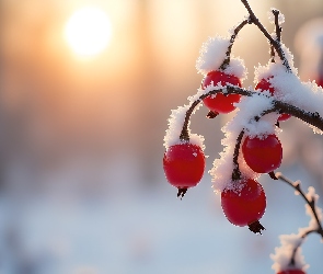 Grafika, Śnieg, Czerwone, Owoce