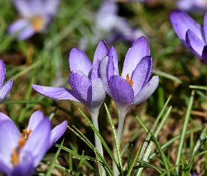 Krokusy, Rozświetlone, Jasnofioletowe