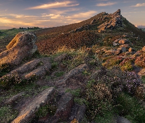 Wrzos, Rośliny, Wzgórze, Skały