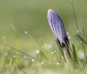 Zbliżenie, Pąk, Kwiat, Krokus