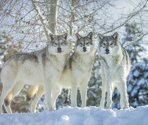 Zima, Śnieg, Trzy, Wilki